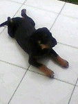 al - Rottweiler Mâle (7 mois)