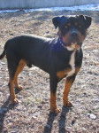 Cooky - Rottweiler Mâle (2 ans)