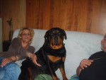 eva - Rottweiler (2 mois)