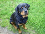 Cheyenne - Rottweiler (3 ans)