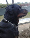 Raul di Albascura - Rottweiler Mâle (9 ans)