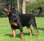 Xander - Rottweiler Mâle (4 ans)
