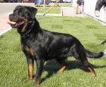 Diamante - Rottweiler (2 ans)