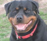 max - Rottweiler Mâle (1 an)