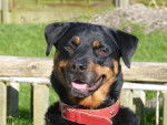 Dotty - Rottweiler (6 ans)