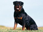 bruttus - Rottweiler M&acirc;le (3 ans)