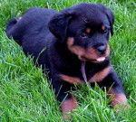 Wisky - Rottweiler (4 mois)