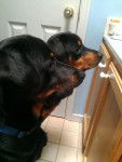Max & Brownie - Rottweiler Mâle (3 mois)
