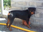 Must - Rottweiler M&acirc;le (5 ans)