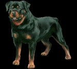 kaiser - Rottweiler Mâle (1 an)