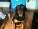 NONA - Rottweiler (7 ans)