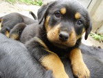 Nadoo - Rottweiler (3 mois)