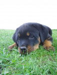 chapcous - Rottweiler Mâle (11 mois)