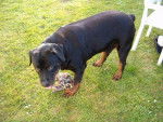 ... - Rottweiler Mâle (6 mois)