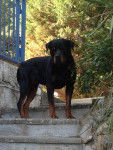 BôBô - Rottweiler Mâle (9 ans)