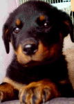 Rosalie - Rottweiler (3 mois)