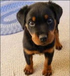 annibal - Rottweiler Mâle (5 mois)