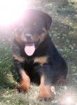 Rottweilers - Rottweiler Mâle (2 ans)