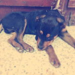 REX - Rottweiler Mâle (4 mois)