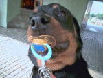 allya - Rottweiler (3 mois)
