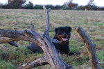Rottweiler - Rottweiler