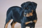 Rottweiler - Rottweiler