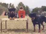 Rottweiler - Rottweiler