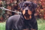 Rottweiler - Rottweiler