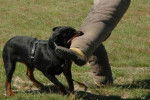 opaline - Rottweiler