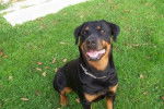 Tosca - Rottweiler