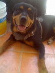 Cronos Goliath - Rottweiler Mâle (9 ans)