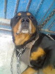 Cronos Goliath - Rottweiler Mâle (9 ans)