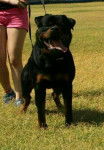 Ch.Quax de breogan - Rottweiler Mâle (3 ans)