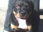 Enzo - Rottweiler Mâle (5 mois)