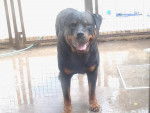preto - Rottweiler M&acirc;le (5 ans)
