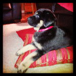 Jasper - Rottweiler Mâle (3 mois)