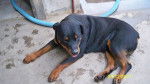 preto :3 - Rottweiler Mâle (5 ans)