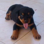 Loli - Rottweiler Mâle (1 mois)