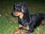 Rottweiler - Rottweiler
