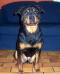 rottweiler tara - Rottweiler