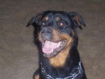 rottweiler tara - Rottweiler