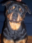 rottweiler - Rottweiler