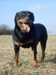 Rottweiler- Poska - Rottweiler