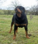 Rottweiler- Poska - Rottweiler