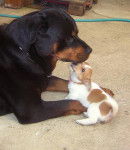 Rottweiler - Poska - Rottweiler