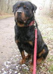 Rottweiler - Goliath - Rottweiler