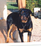 ROTTWEILER - Rottweiler