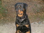 marge rottweiler - Rottweiler