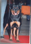 athémis rottweiler femelle née le 07.02.05 - Rottweiler