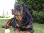 Oural - Rottweiler - Rottweiler